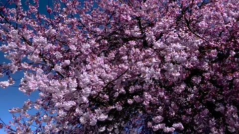 Cherry Trees Blossom. 4k. Stock Footage 152345016