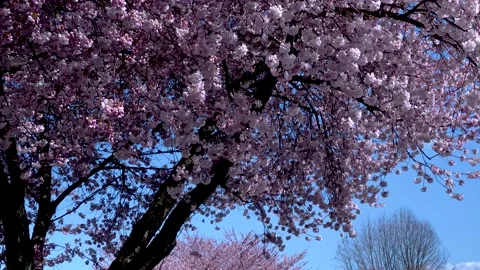 Cherry Trees Blossom. 4k. Stock Footage 152345252