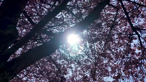 Cherry Trees Blossom. 4k. Stock Footage 152345458