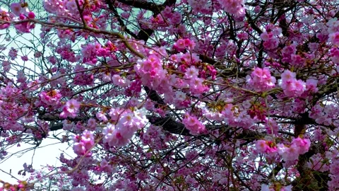 Cherry Trees Blossom. 4k. Stock Footage 152347744