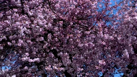 Cherry Trees Blossom. 4k. Stock Footage 152347866