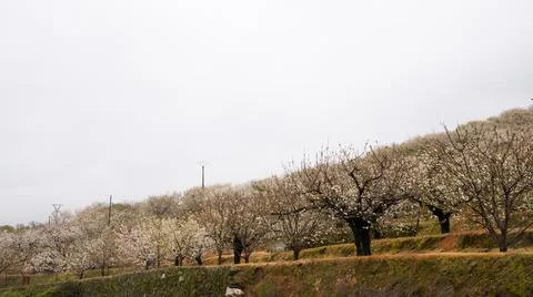 Cherry trees in blossom in a row Stock Photos