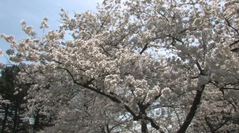 Cherry Trees Blossoming Vídeos de archivo 666811