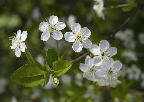 Cherry trees blossoming in a spring garden. Stock-Fotos