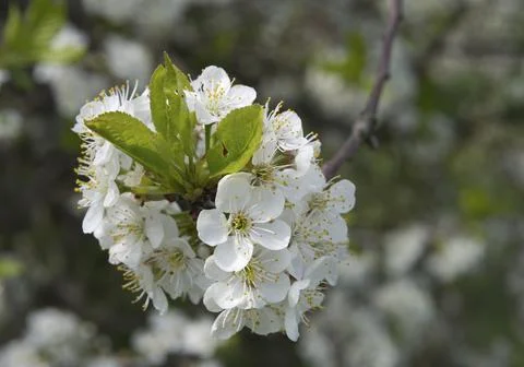 Cherry trees blossoming in a spring garden. Stock Photos
