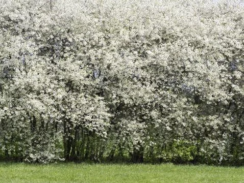 Cherry trees blossoming in a spring garden. Stock Photos