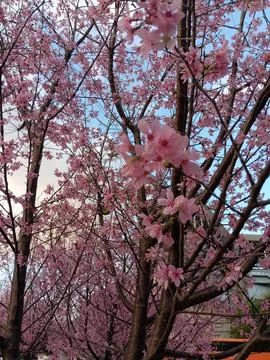 Cherry trees blossoming in warm winter in Hong Kong Stock Photos