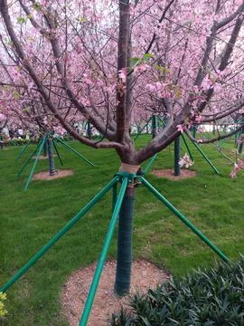 Cherry trees blossoming in warm winter in Hong Kong Stock Photos