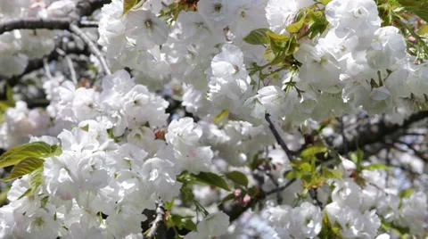 Cherry Trees Blossoms Full Bloom Freshness Beginning Spring Season Festival Park Stock Footage 35283334