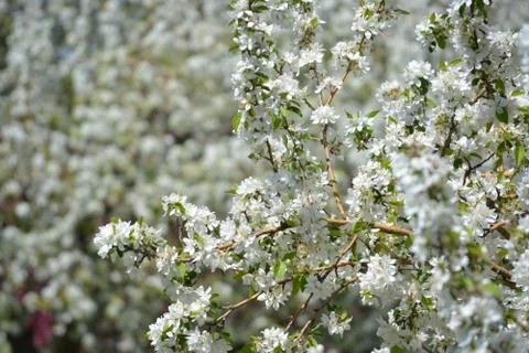 Cherry Trees with Blossoms Stock Photos