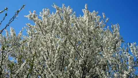 Cherry trees burst into full bloom, their delicate flowers shimmering Vídeo Stock 333836104