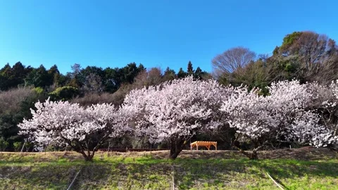 Cherry Trees | Clear Sky | Spring Time | Nature - 4K Aerial Video Stock Footage 333195663
