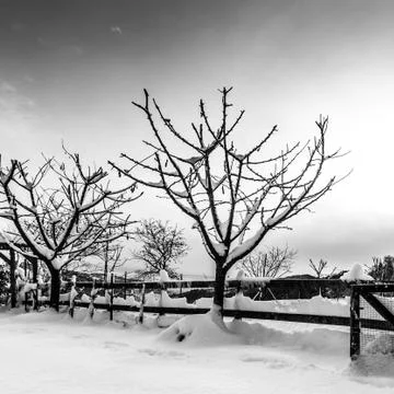 Cherry trees covered with snow. Stock Photos