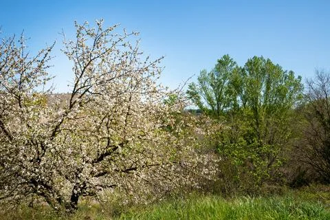 Cherry trees display beautiful white blossoms in vibrant spring landscape. .. Foto stock