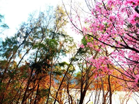 Cherry trees during winter in Hong Kong Stock Photos
