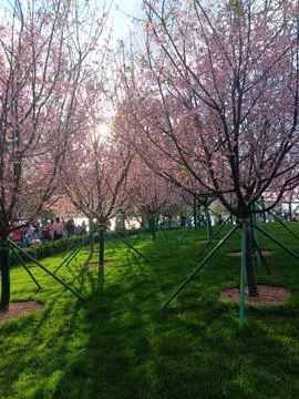 Cherry trees first time imported and cultivated in Hong Kong Stock Photos