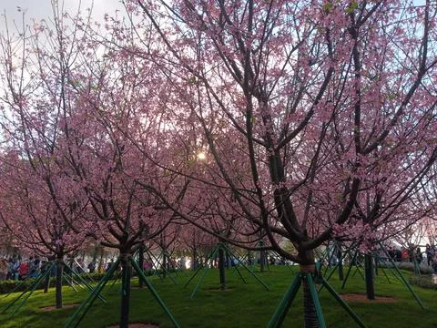Cherry trees first time imported and cultivated in Hong Kong Stock Photos