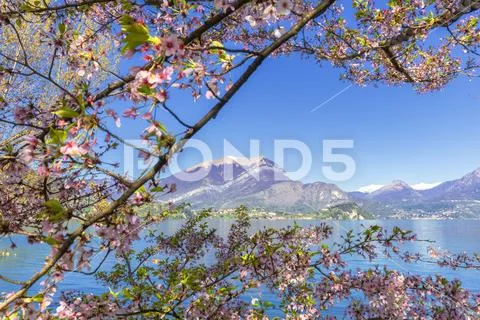 Cherry trees in flower, Lierna, Province of Lecco, Lake Como, Italian Lakes, Stock Photos