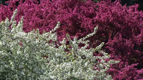 Cherry trees Stock Footage 102727827