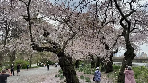 Cherry trees Video stock 155130717