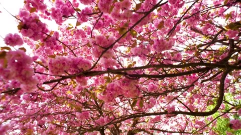 Cherry trees Stock Footage 272652816