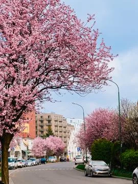 Cherry trees in full bloom add touch of vibrant pink to serene residential Stock-Fotos
