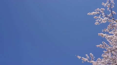 Cherry trees in full bloom. Video stock 231200464
