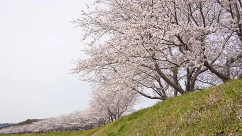 Cherry trees in full bloom. 스톡 동영상 231852632