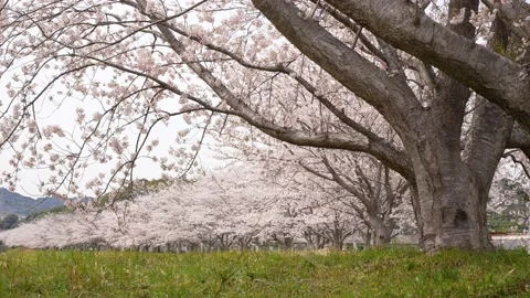 Cherry trees in full bloom. Stock Footage 231852649