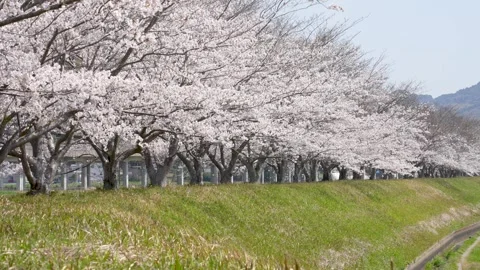 Cherry trees in full bloom. Video stock 260177024