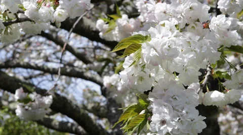 Cherry Trees Full Bloom Freshness Spring Season Festival Park Blossoming Orchard Stock Footage 35287810