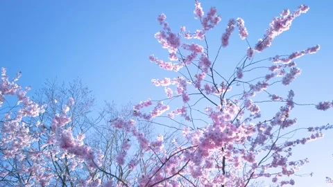 Cherry trees in full bloom with pink and white flowers with blue sky backgrou Video stock 239239868
