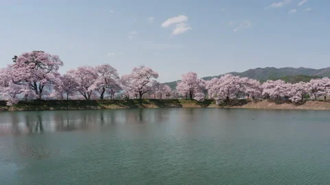 Cherry Trees in Full Bloom by a Pond Stock-Footage 149639200
