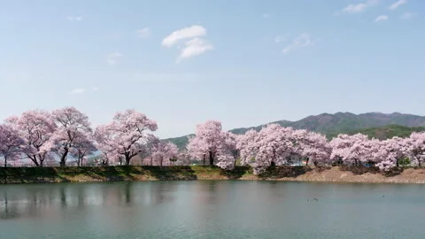 Cherry Trees in Full Bloom by a Pond under a Blue Sky Stock Footage 149720700