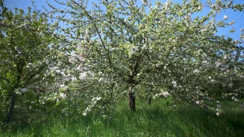 Cherry trees in full bloom on the side of the path on a sunny spring day Stock Footage 130365130