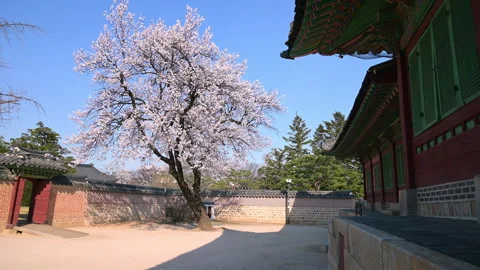 Cherry trees in full bloom in spring at Gyeongbokgung Palace,Seoul, South Korea. Vídeos de archivo 264191491