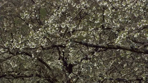 Cherry trees in full bloom in spring Stock Footage 319467753
