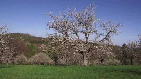 Cherry trees in full bloom in spring Stock Footage 319467754
