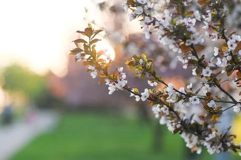 Cherry trees in full bloom, their pink petals symbolizing springs arrival. .. Stock Photos