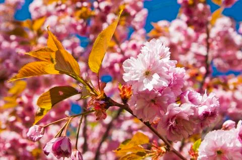Cherry trees in full blossom Stock Photos