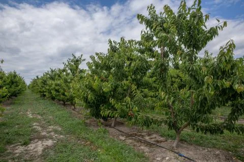 Cherry trees . A group of red cherries trees on Azerbaijan in Summer Stock Photos