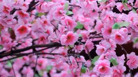 Cherry trees that have beautiful pink flowers Stock Footage 123534690