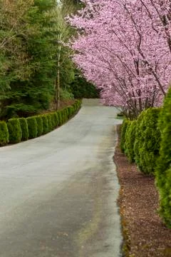 Cherry trees line up on path Stock Photos
