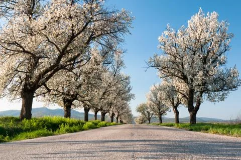 Cherry trees line Foto stock