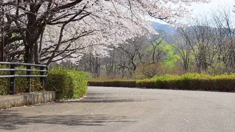Cherry trees lined with cherry blossoms dancing in the wind Stock Footage 237918783