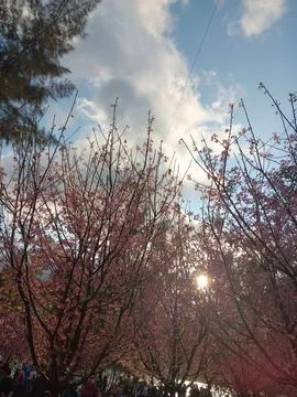 Cherry trees next to evergreen cypress trees during winter in Hong Kong Stock Photos