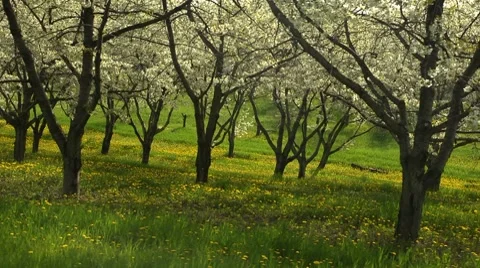 Cherry Trees One Stock Footage 7746370
