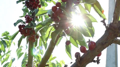 Cherry trees in the orchad in a sunny summer day Stock Footage 110900699