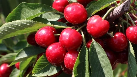 Cherry trees in the orchad in a sunny summer day Stock Footage 110900705