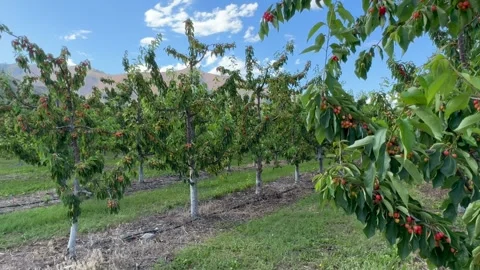 Cherry Trees in the Orchard during Spring Season in Wenatchee. Cherry orchard Stock Footage 280457795